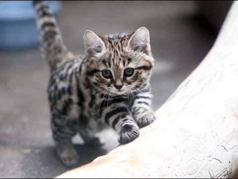 世界最小ネコ クロアシネコとサビイロネコってどんなネコ Ani Mys