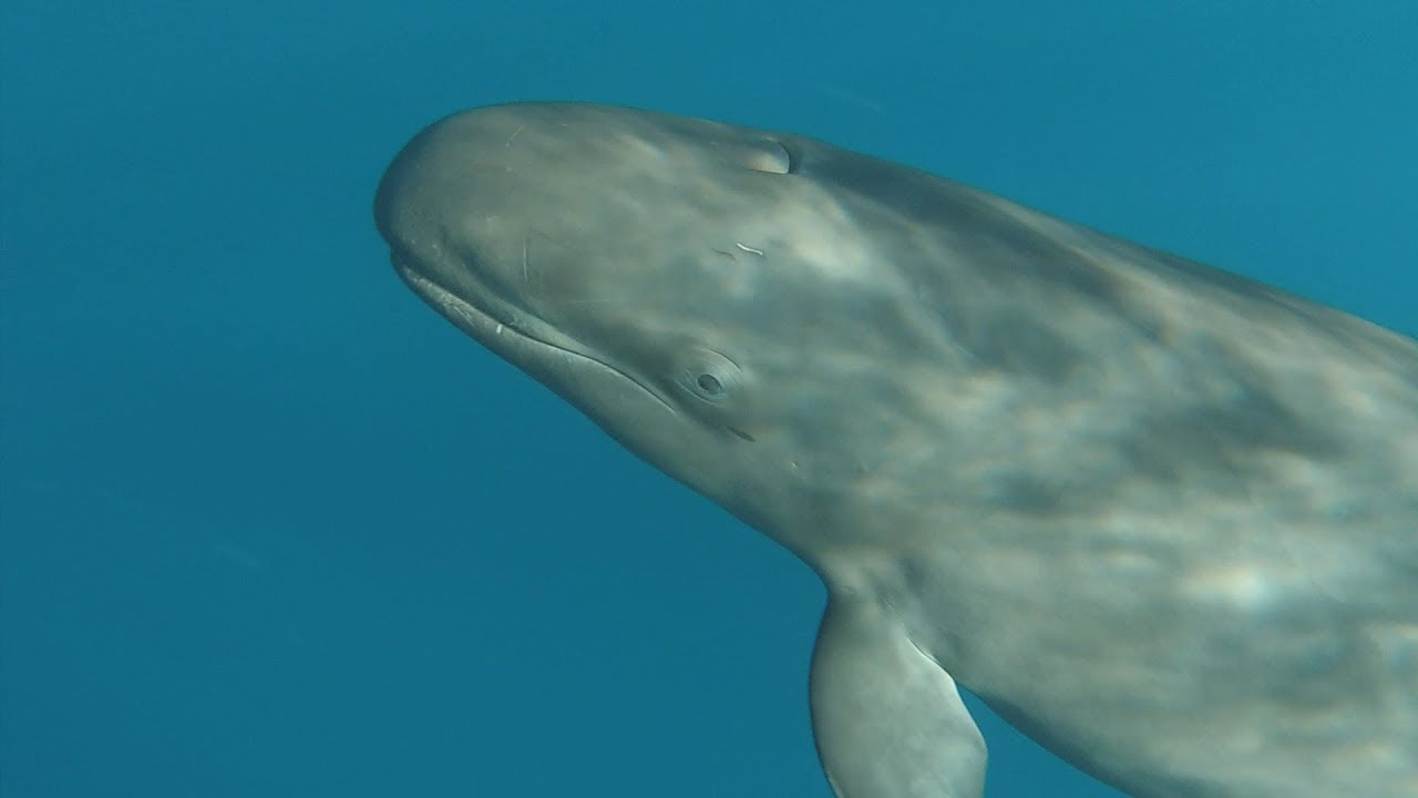 水族館で見られるクジラ オキゴンドウはシャチより強い Ani Mys
